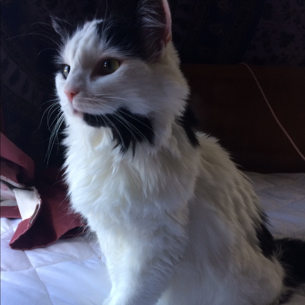 Meet your Posher, Bonnie